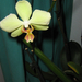 Phalaenopsis Carolina Yellow Fantasy 'Golden Showers'