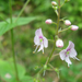 Veronica urticifolia1