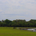 Pantanal