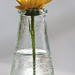 Virág üvegben 4