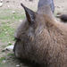 Miskolci Vadaspark- kenguru alszik