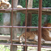 Miskolci Vadaspark-kétemelet tigris