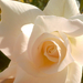 Rózsa fehér