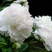 peonies