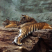 zoo 6 tigrisek1