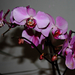 Orchidea-virágkiáll.
