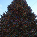 new-york karácsonyfa
