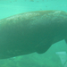 Manatee