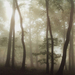 ködös erdő 4