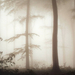 ködös erdő 2