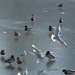 madarak a jégen