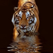 TIGER (tigris)