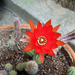 kaktusz, egy piros virág