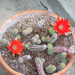 kaktusz, két piros virág