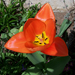 tulipán, téglaszínű egyszerűség