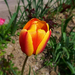 tulipán, narancsos piros