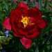 tulipán, teljes vörös