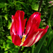 tulipán, egy újdonság