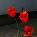 tulipán, három pirosló