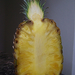 gyümölcsök, ananász belső