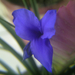 tillandsia, (szakállbromélia) a virág virága közel