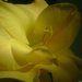 kardvirág, egy sárga virága