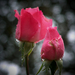 rózsa, bimbók az esőben