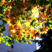 őszi színek, katedrális-ablak
