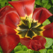 tulipán, az odaadó