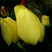 tulipán, áztatott sárga