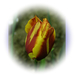 tulipán, barna - sárga cirmos