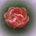 tulipán, erős rózsaszín, a szemérmes