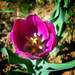 tulipán, kis lila