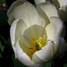 tulipán, szikkadó fehérség