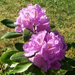 rhododendron, lilák