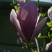 tulipánfa, lilás, indul a karrier