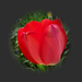 tulipán, liláspiros fejjel