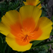 kaliforniai kakukkmák, sárga virága nyílva
