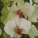 orchidea 9