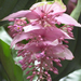 orchidea, fürtös rózsaszín