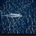 blue-whale-aerial-656153-xl (Medium)