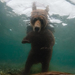 brown-bear-underwater-1248221-090909-xl (Medium)