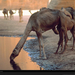 camel-watering-hole-steinmetz-525373-xl (Medium)