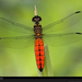 forest-chaser-dragonfly-1048389-xl (Medium)