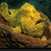 frogfish-laman-981881-xl (Medium)