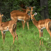 impala-grazing-botswana-xl (Medium)