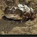 molting-toad-california-282249-xl (Medium)