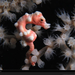 pygmy-seahorse-doubilet-1084213-xl (Medium)