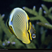 redfin-butterflyfish-963660-xl (Medium)