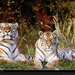 siberian-tiger-portrait-502825-xl (Medium)